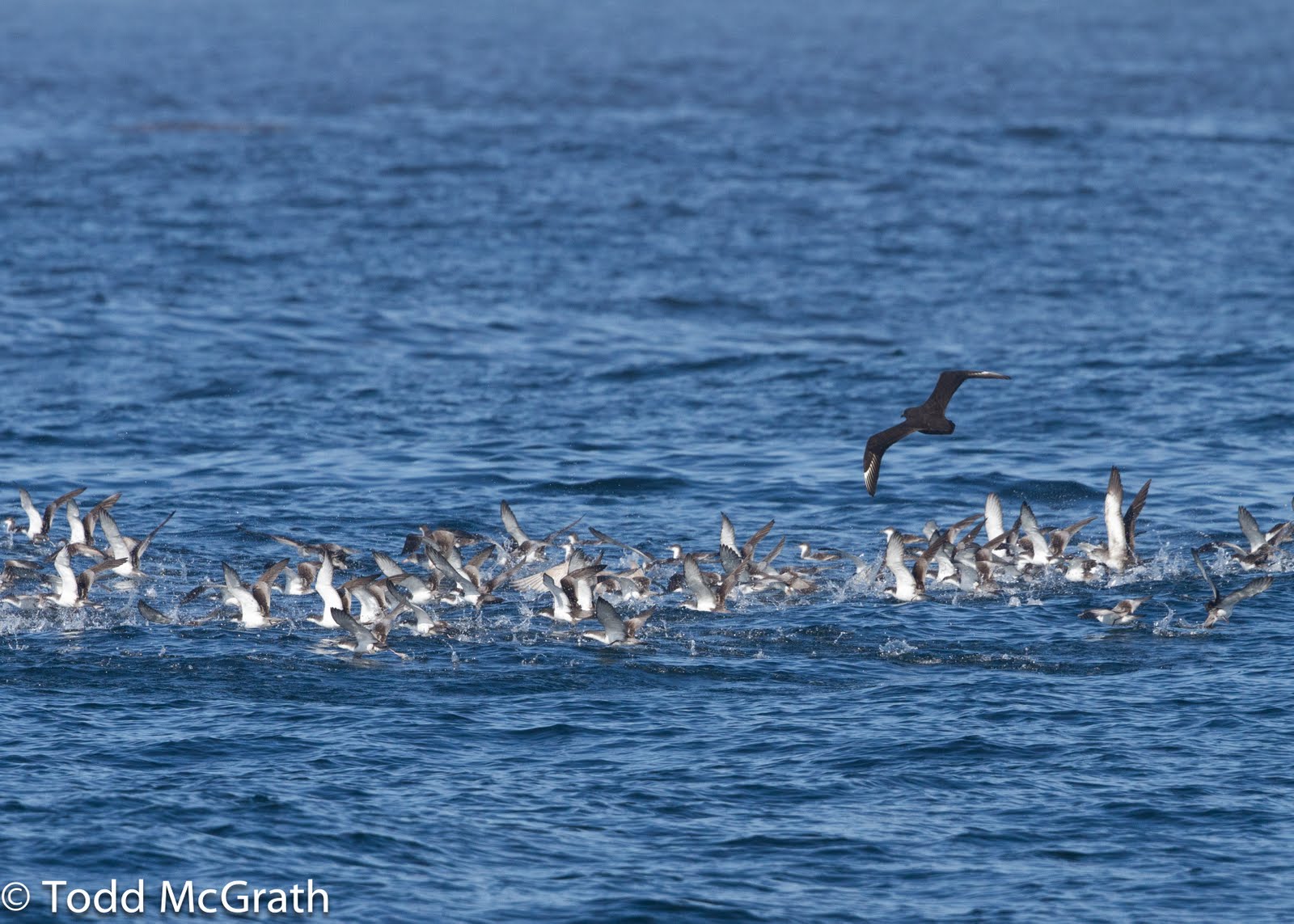 Polar Skua