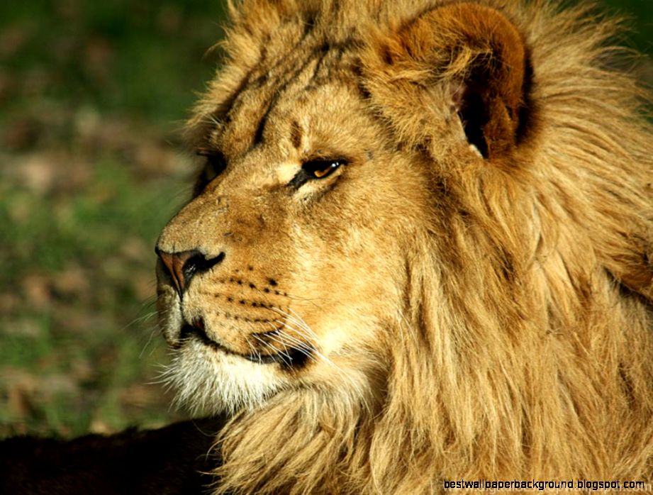Male Lion Male Lion