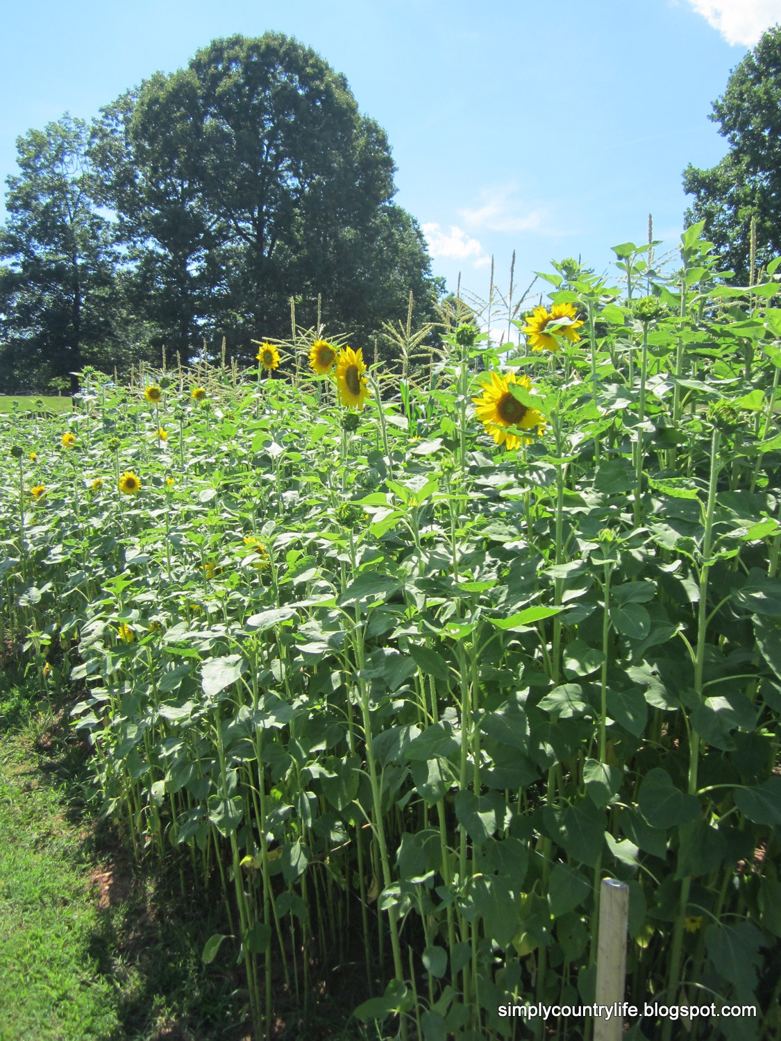 Simply Country Life Sunflowers, Garden Progress and Keeping the Deer Out