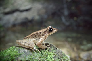 ryukyu tip nosed frog
