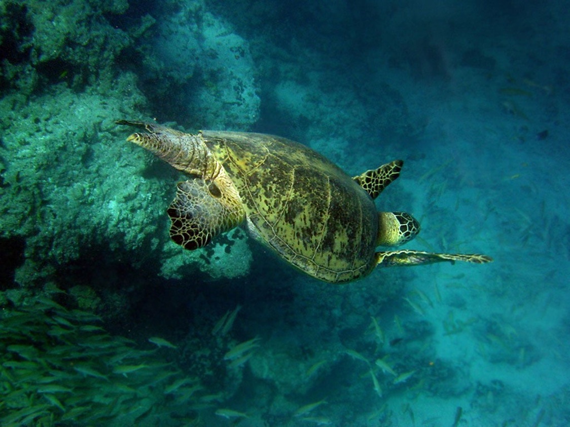 Green Sea Turtles HD Wallpaper