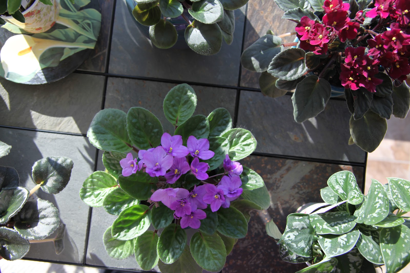 Wiese Acres Growing African Violets, part 3 Temperature and Air