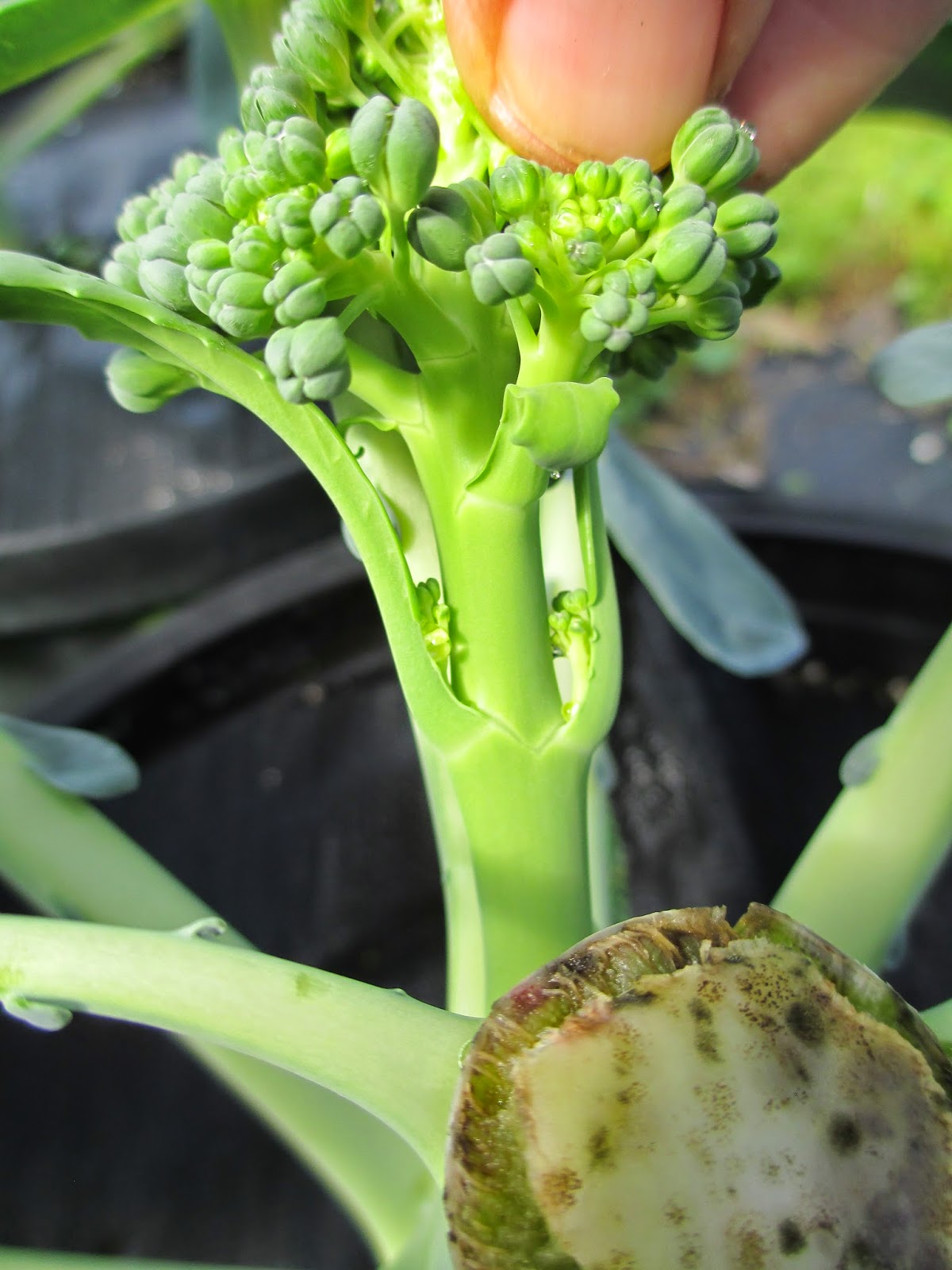Maple Hill 101 Harvest Time SeriesBroccoli Tips