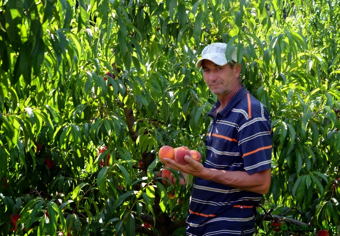 Pfirsichernte Pfirsichernte