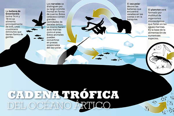 caracteristicas de cadenas y redes alimenticias actividad cadenas y redes tr 243 ficas con ciencia caracteristicas de cadenas y redes alimenticias actividad cadenas y redes tr 243 ficas con ciencia