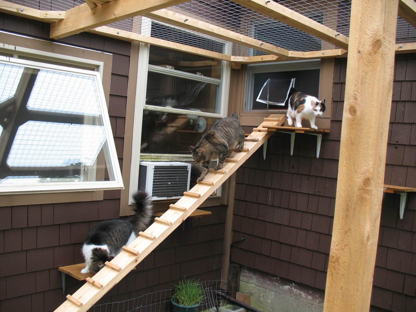 Marshwood Cottage The Cat Enclosure Then and Now