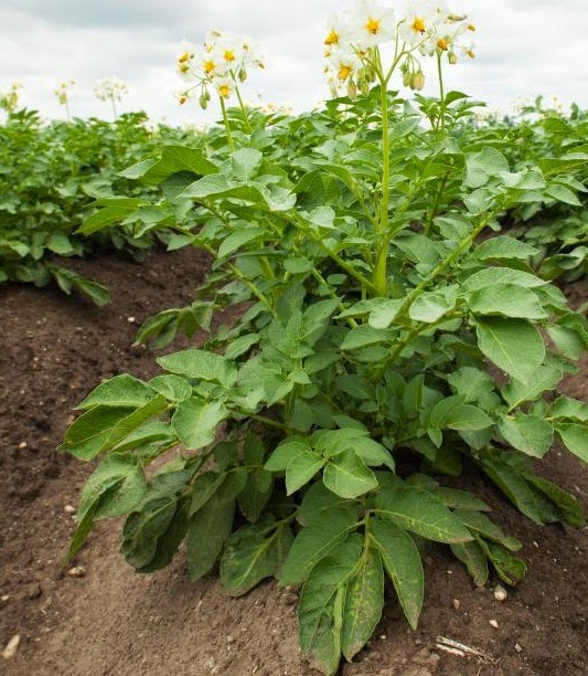 how to plant potatoes