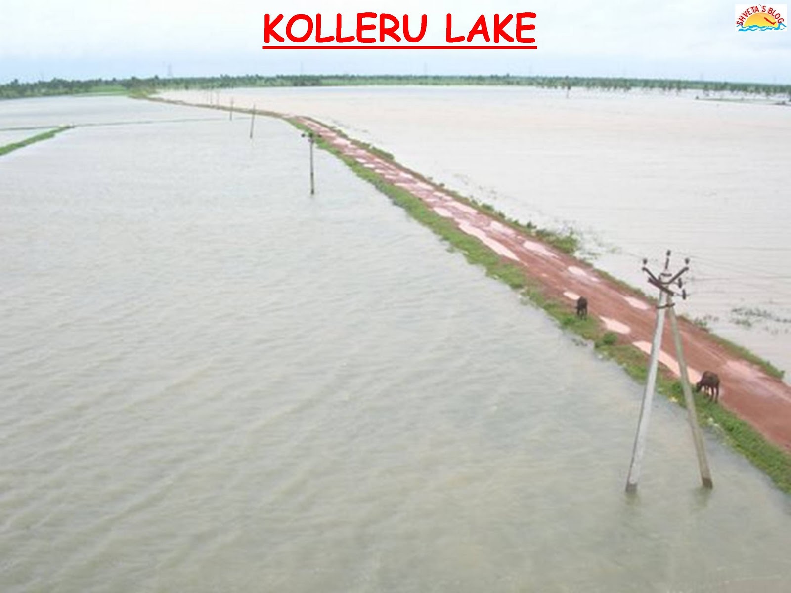 MIRACLE TOURISM IN INDIA KOLLERU LAKE ,VIJAYWADA ,ANDHRA PRADESH
