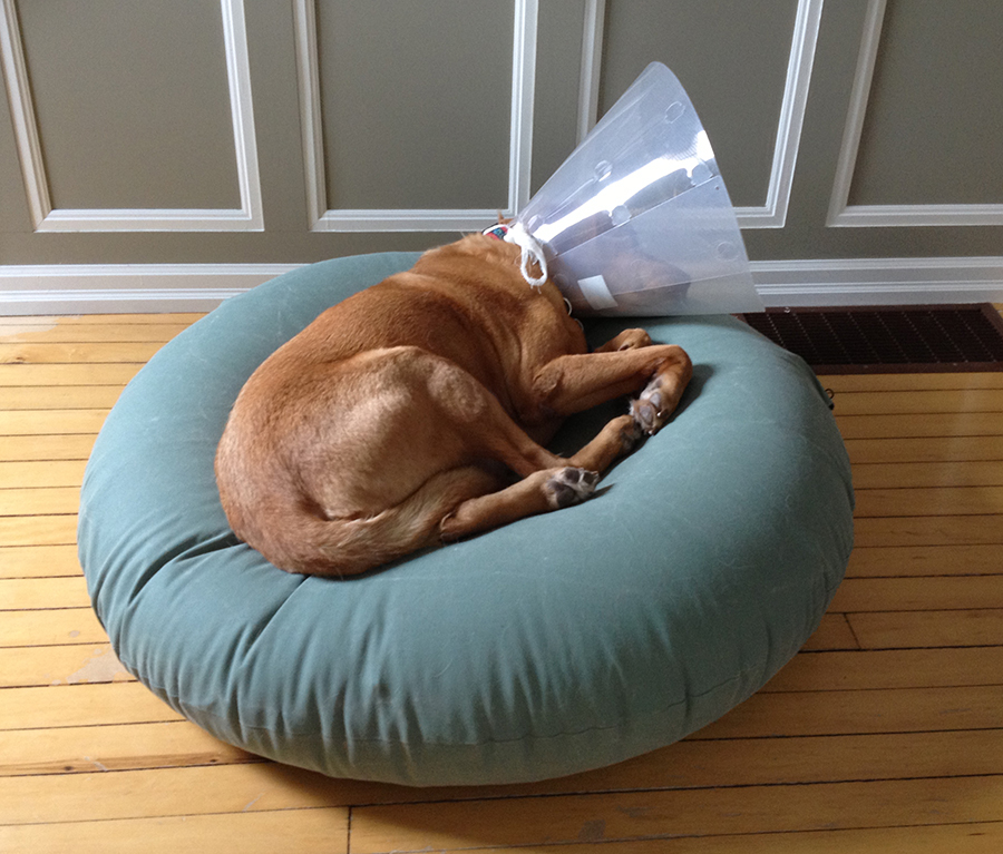Knatolee's World The return of Conehead the Barbarian