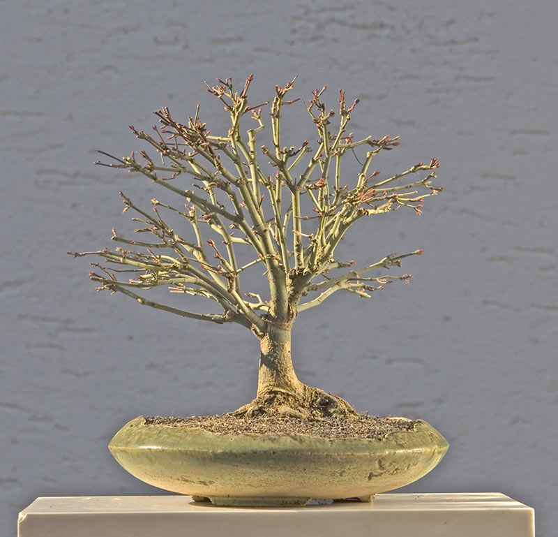 Walter Pall Bonsai Adventures small maples in winter