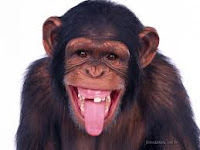 macaco, sorriso, riso engraçado, mostra a lingua