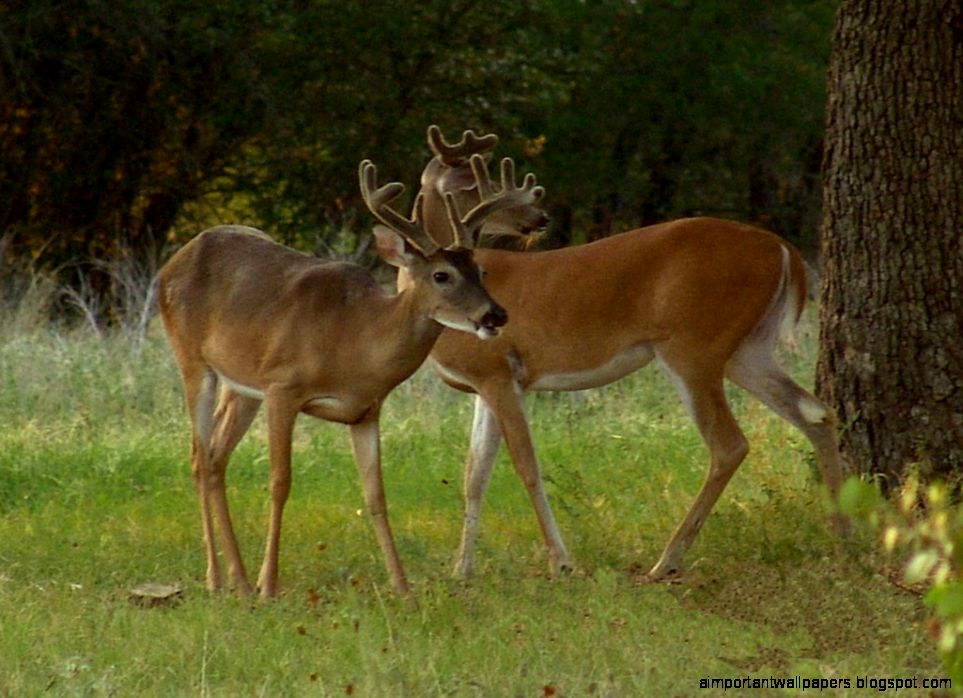 Free Buck Pictures Whitetail Deer Free Buck Pictures Whitetail Deer