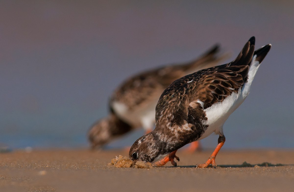 coastal bird photography tips coastal bird photography tips