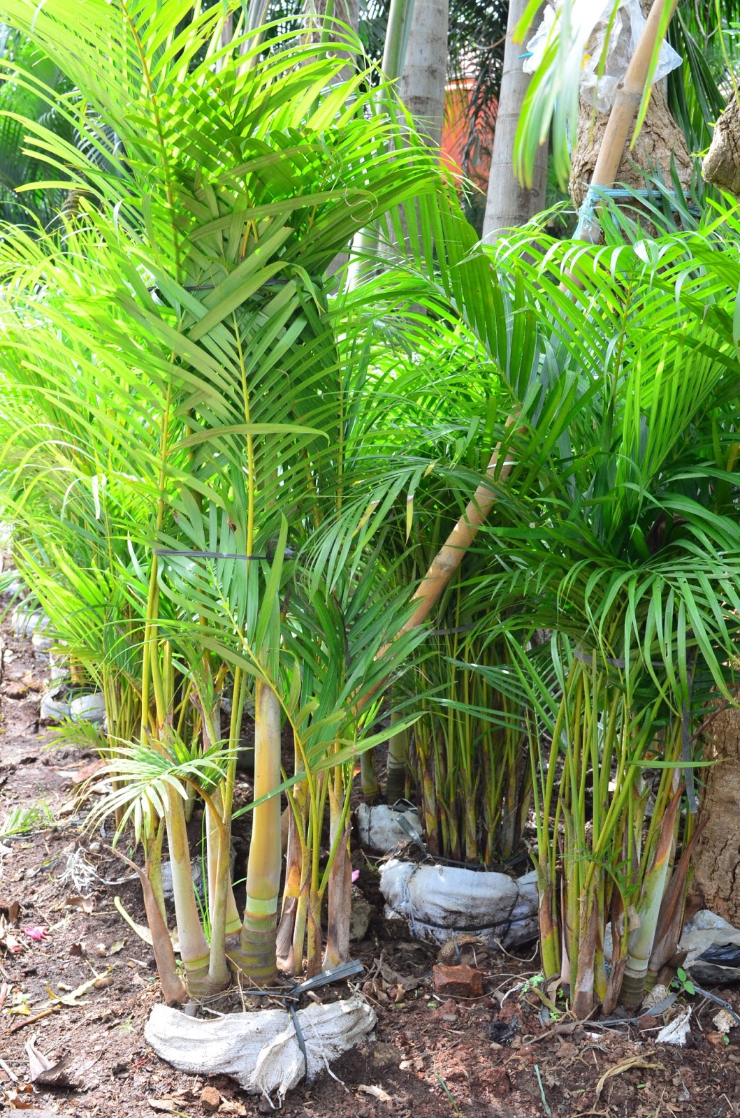 Mekar Jaya Flora: Pohon Palem Kuning