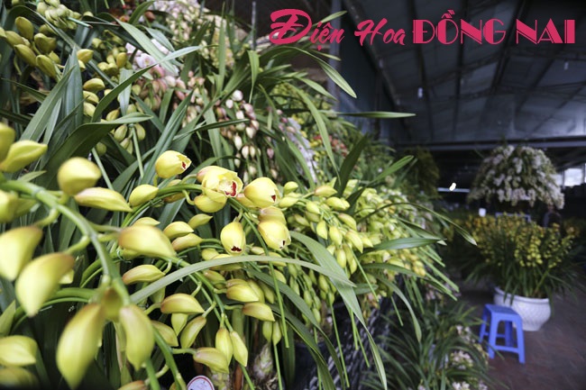 [Image: Hoa-lan-nhap-ngoai-gia-tram-trieu-van-dat-khach-12.jpg]