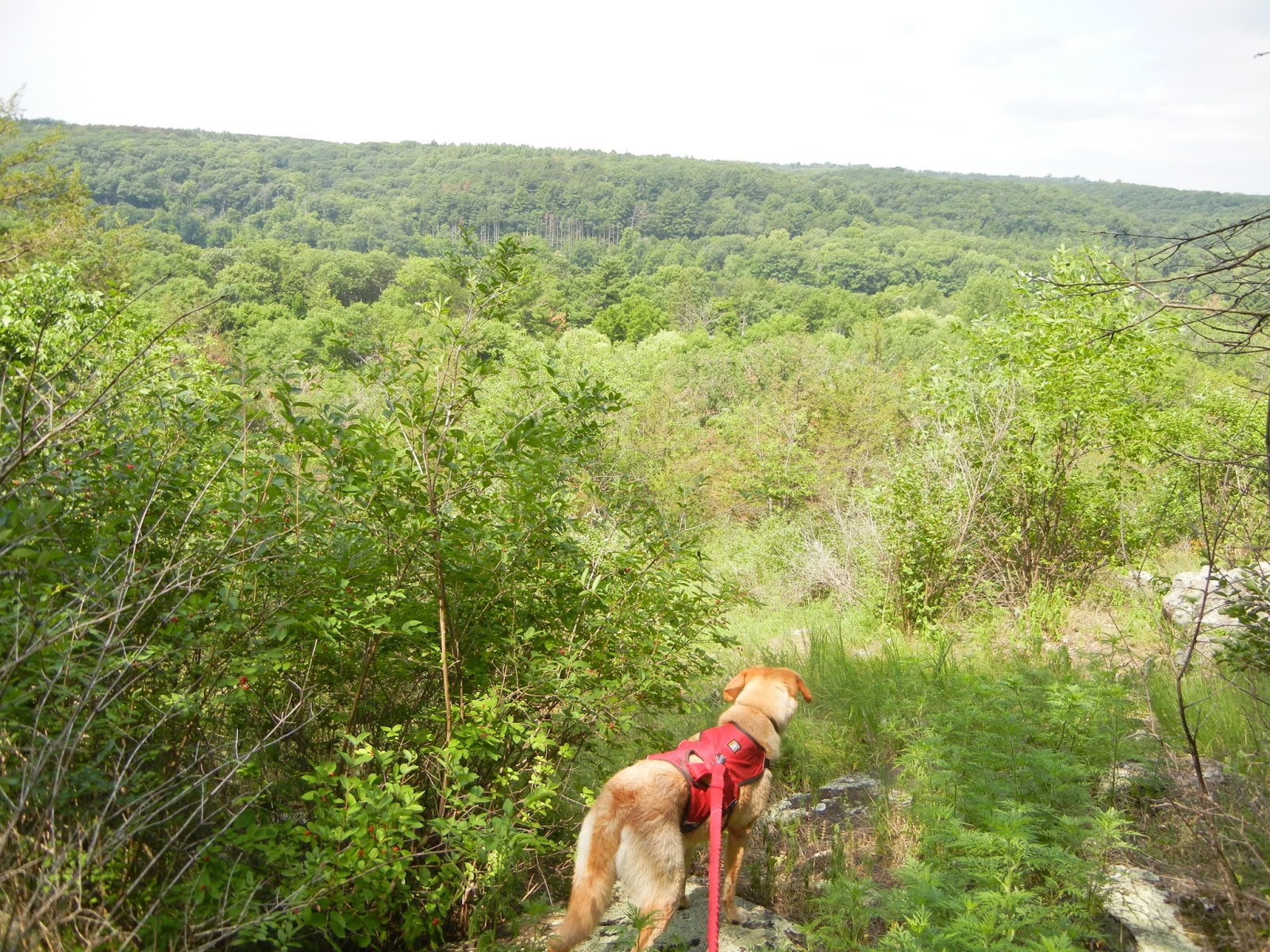 Hiking with Heather Ice Age Trail St. Croix Falls Segment (Part 1)