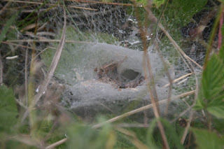 Labyrinth Spider web (Agelena labyrinthica)