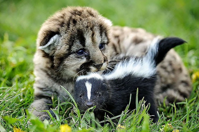 #19 Lion Cub And Baby Skunk - Unusual Animal Friendships That Are Absolutely Adorable! #19 Lion Cub And Baby Skunk - Unusual Animal Friendships That Are Absolutely Adorable!