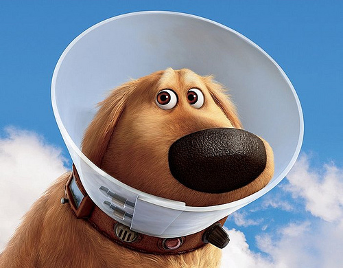 [Image: cone+of+shame.jpg]