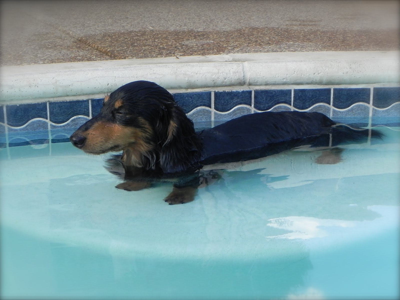 The "Hot Dog Blog" Dachshund Breeder AKC Miniature Dachshund Puppies