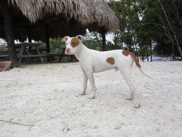 unterwegs in Amerika Reisen mit Hund