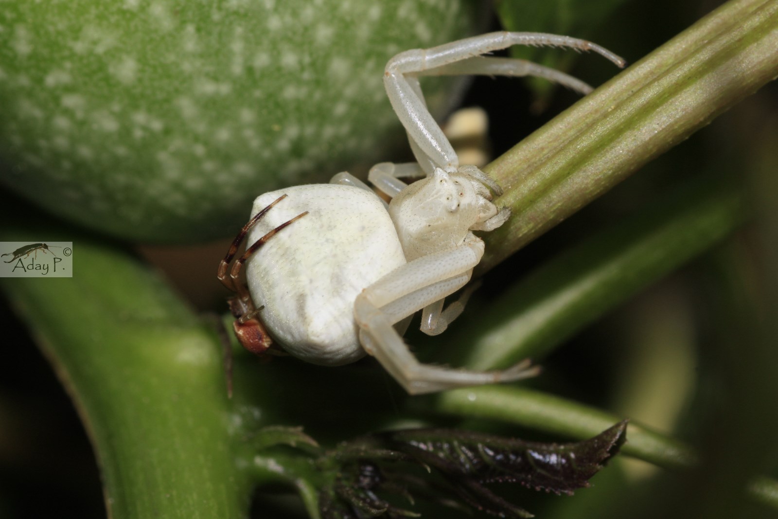 Artropodolandia Thomisidae