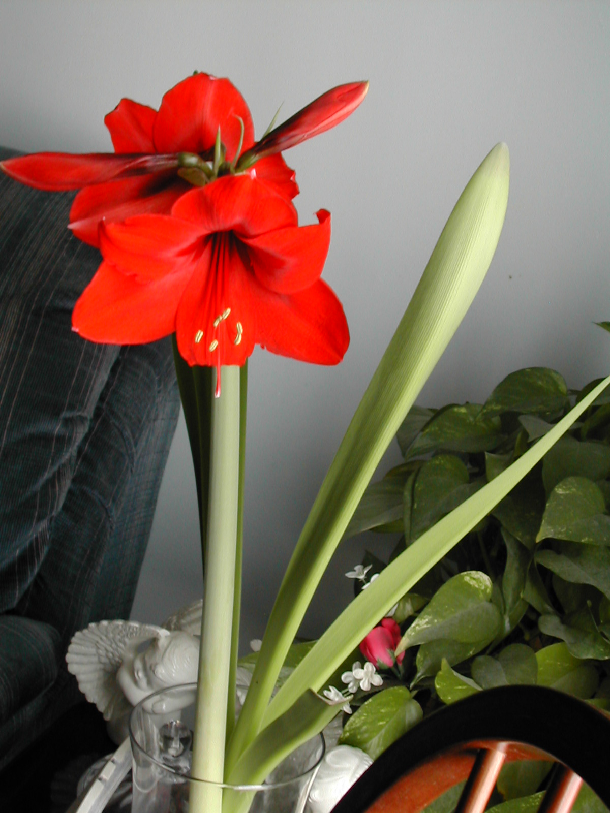 The Other Red Christmas Flower Amaryllis Planting and Care Dons Deals