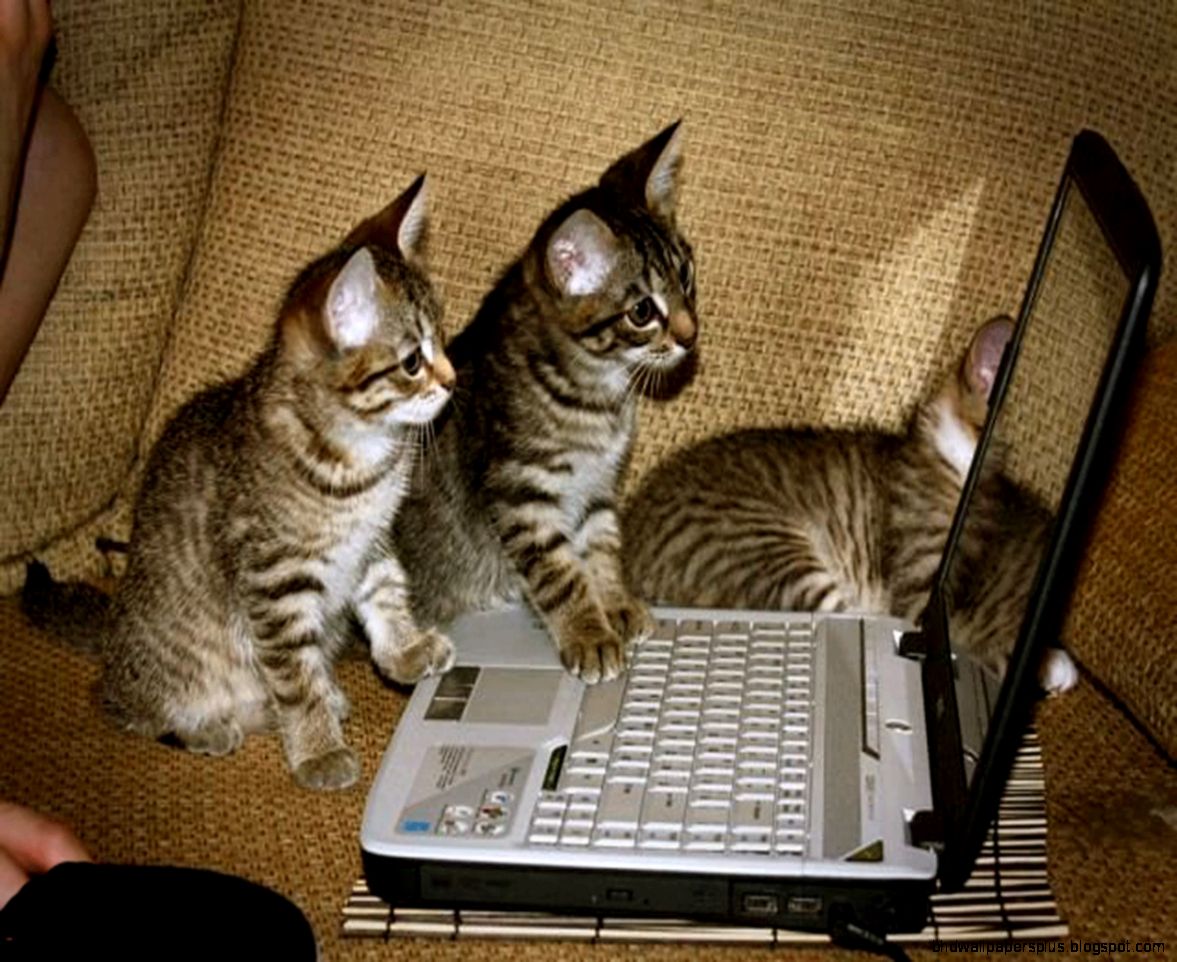 Amazing Funny Picture Cute amp Beautiful Digital Funny Animal HD Amazing Funny Picture Cute amp Beautiful Digital Funny Animal HD