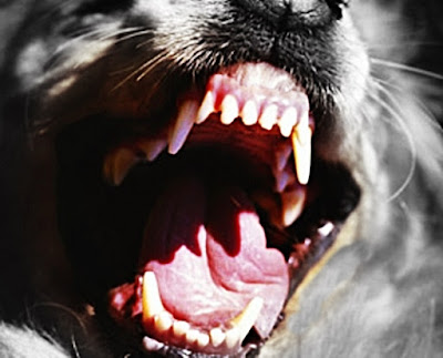 Angry dog's teeth