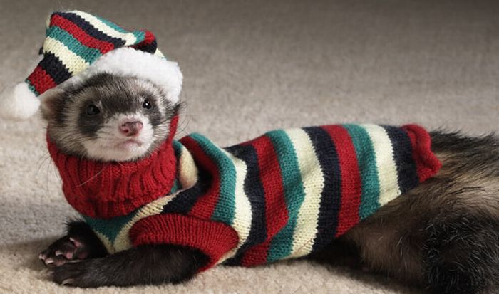 Funny Ferrets Dressed Up New Photos & Wallpapers All Funny Funny Ferrets Dressed Up New Photos & Wallpapers All Funny
