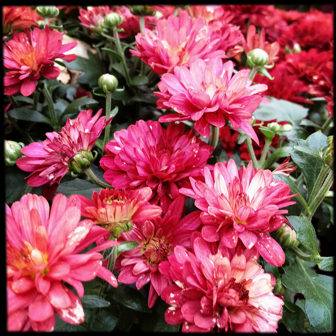 ALL FLOWERS IN TIME 2011．6．19 東京国際フォーラム ユニバーサルミュージック(同) 格安 桜田71のブログ