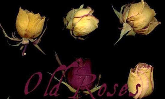 Brushes of Rose for Photoshop Brushes of Rose for Photoshop