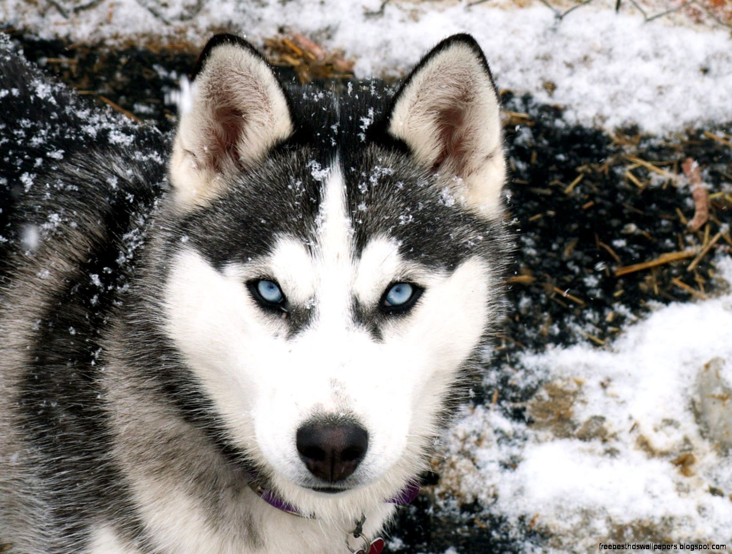 Siberian Husky Wolf Dog Siberian Husky Wolf Dog