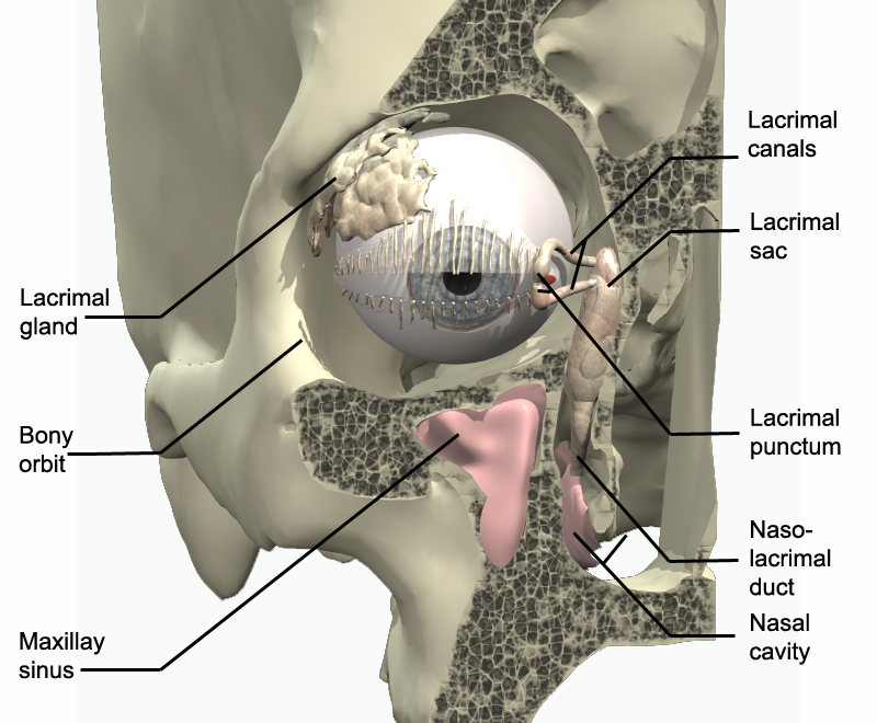 Principles of Human Anatomy and Physiology: Chapter 13: Special senses