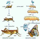 Metamorfosis de los insectos
