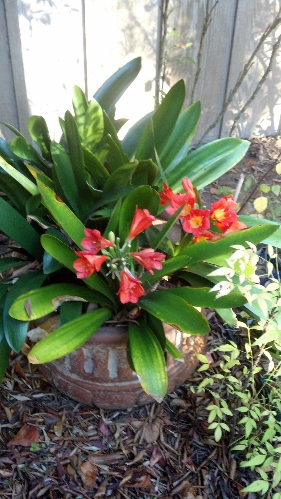 Hort62fa12 November 2012