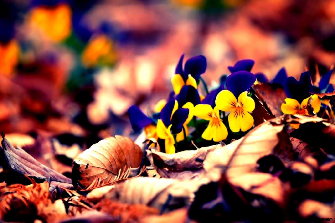 Wallpaper Hd Nature Spring Full Hd Super Wallpapers Wallpaper Hd Nature Spring Full Hd Super Wallpapers