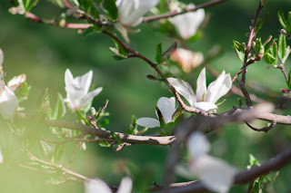 Magnolia