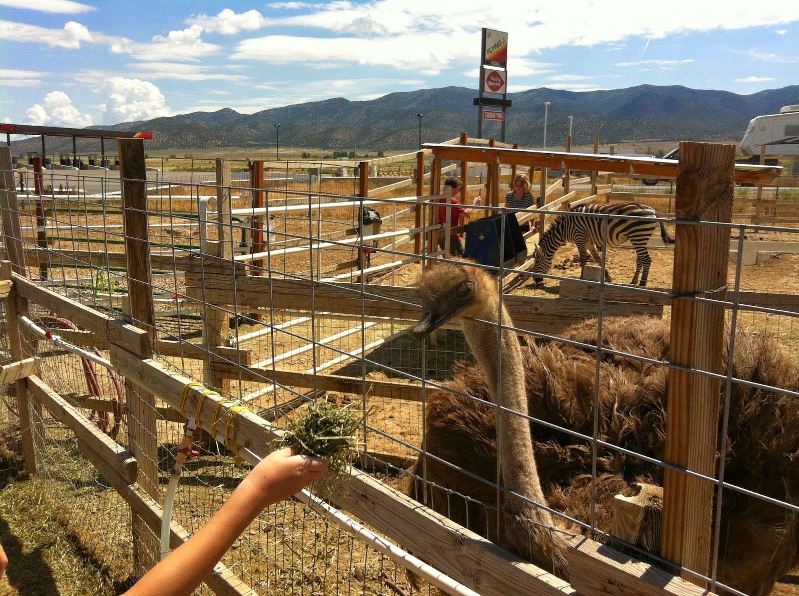 Things To Do, Utah Have You Ever Wanted to Pet a Zebra?