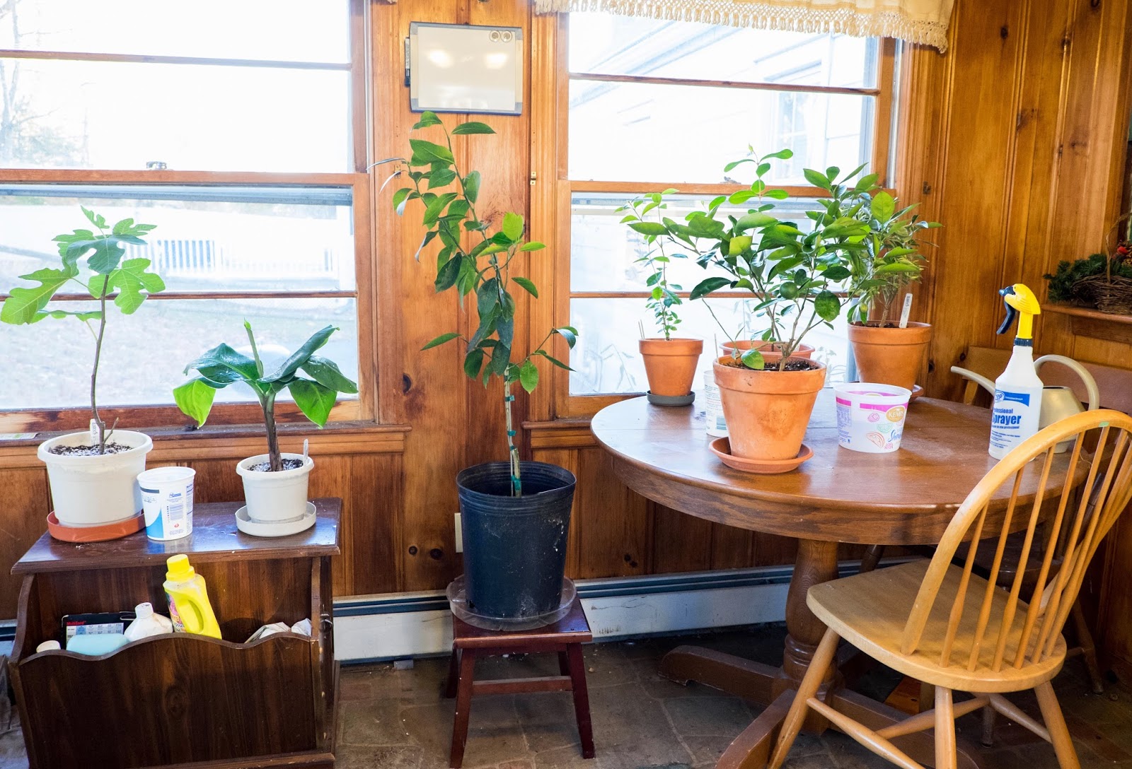Sunroom Gardening