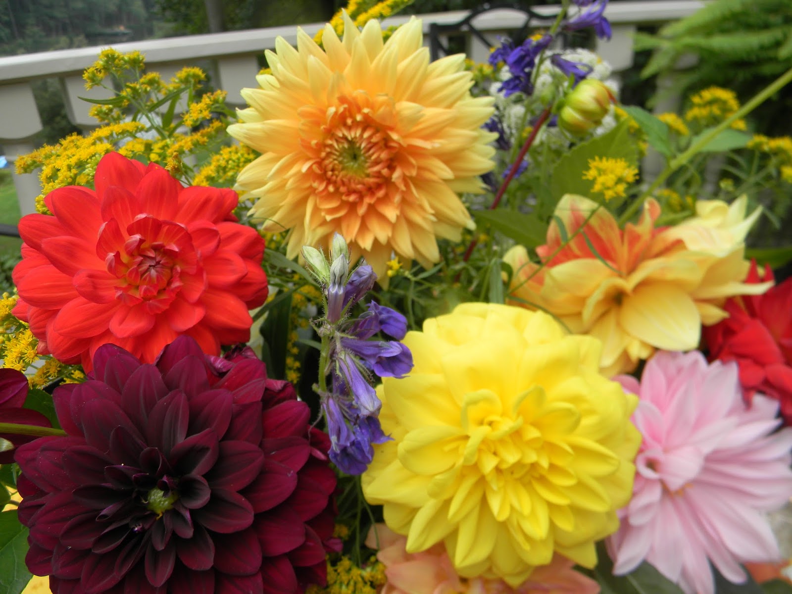 A Toile Tale Dahlias and Tomatoes