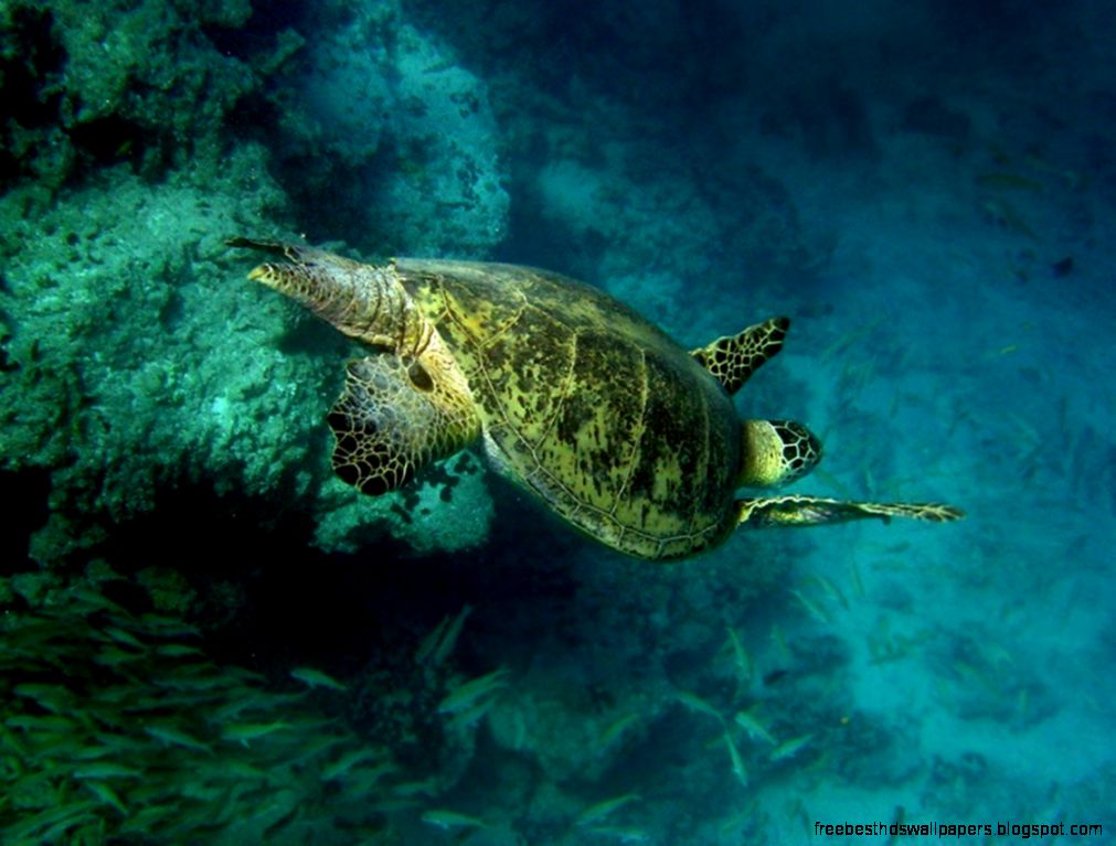 Green Sea Turtle Animals Green Sea Turtle Animals