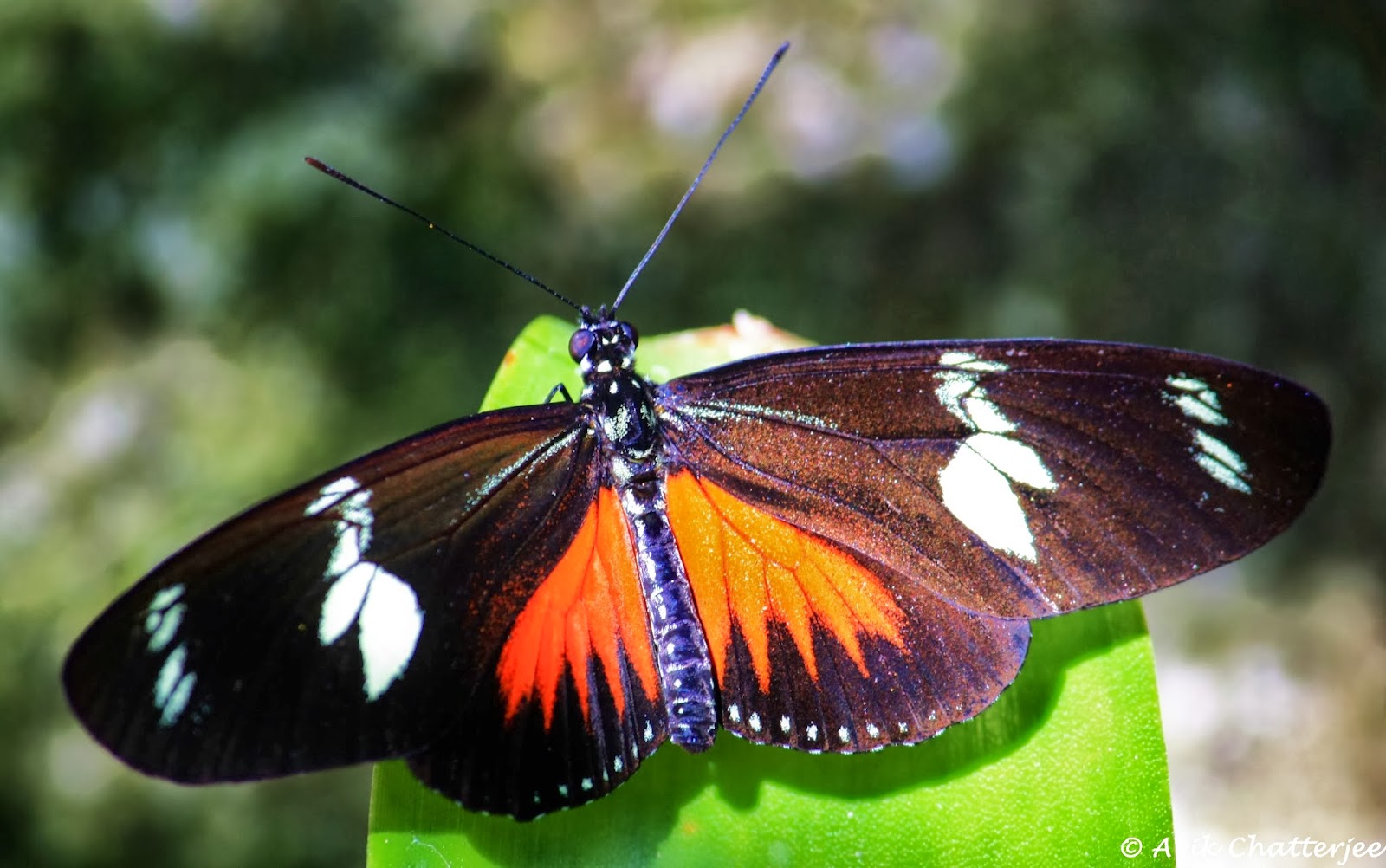Tell the Tales Butterfly Rainforest Gainesville, Florida