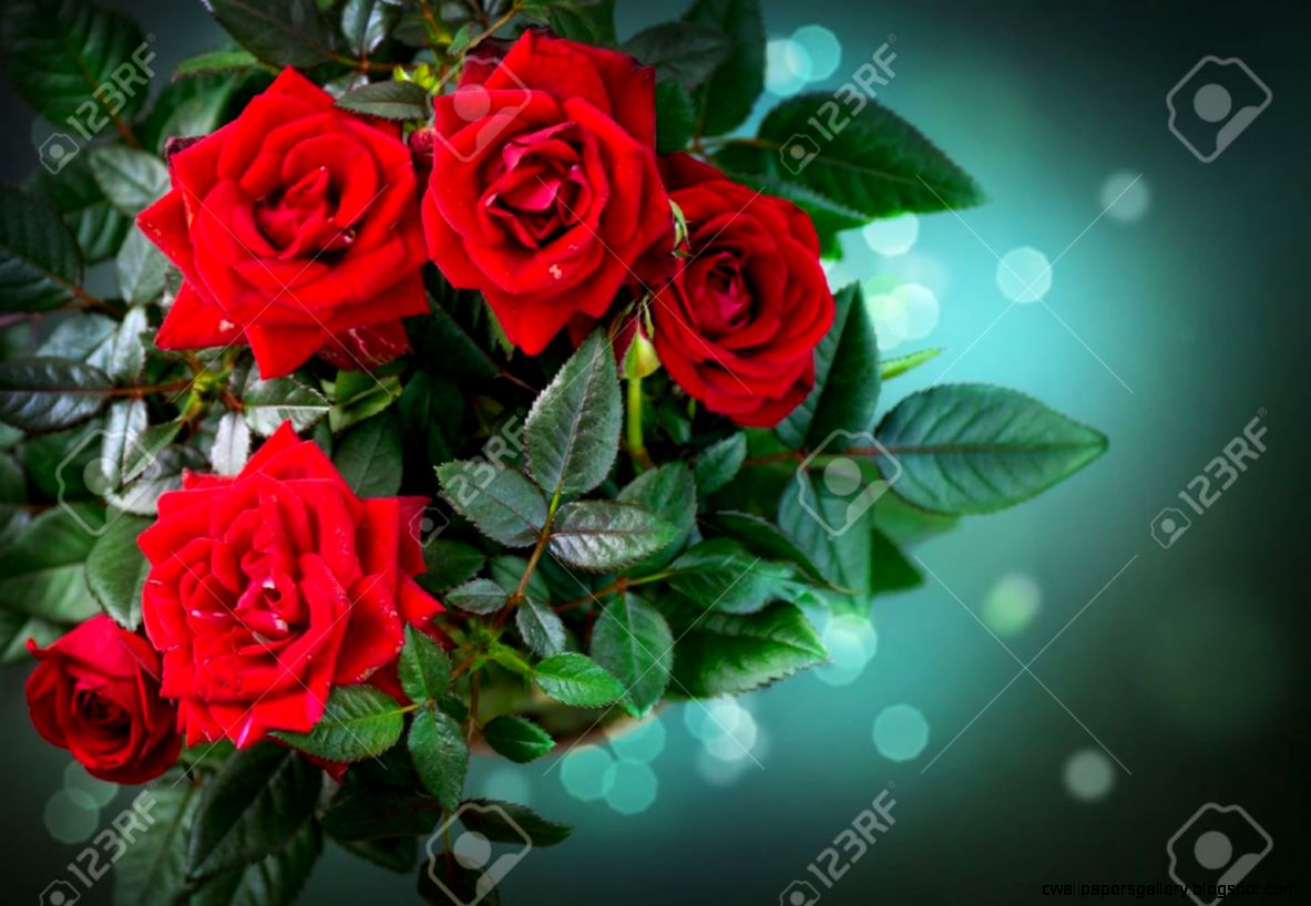 Roses Flowers Rose Stock Photo Picture And Royalty Free Image Roses Flowers Rose Stock Photo Picture And Royalty Free Image