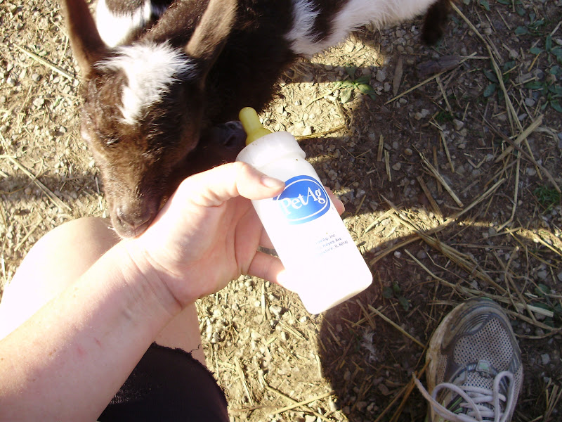 Ohiofarmgirl's Adventures In The Good Land How to Bottle Feed Baby