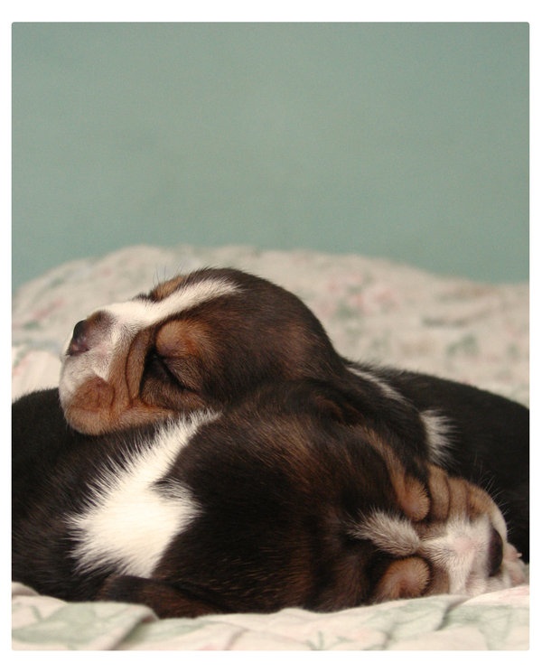 How much do Beagle Sleep?