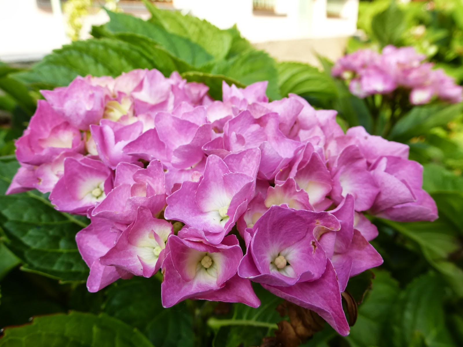 LOST IN THE 50's Vintage NOVELTY prints