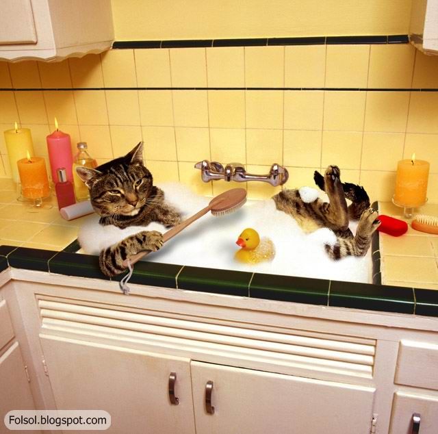 Discover Mass of Funny Facebook Status And Funny Jokes,Quotes Extreme