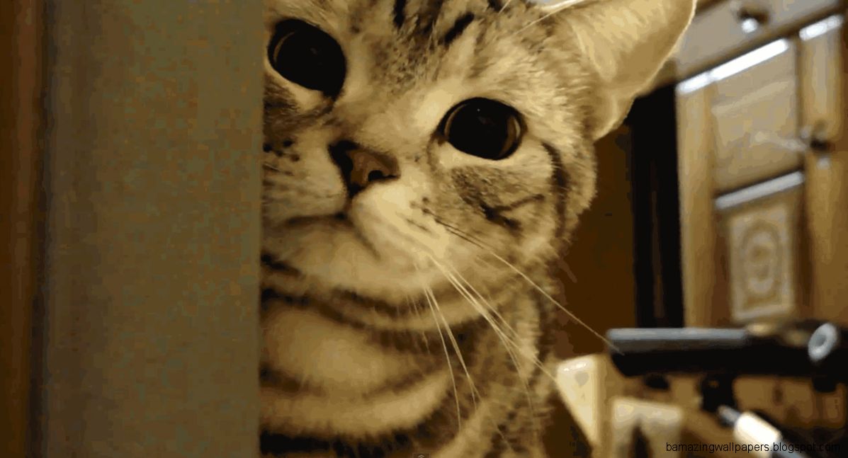 Cute Animal Gifs Tumblr Amazing Wallpapers Cute Animal Gifs Tumblr Amazing Wallpapers