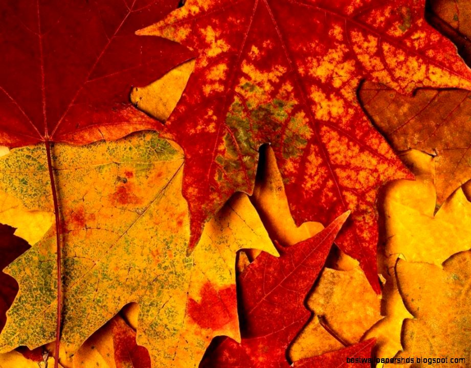 Fall Leaves Desktop Background Free Desktop 8 HD Wallpapers Fall Leaves Desktop Background Free Desktop 8 HD Wallpapers